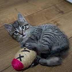 Photo of Prestly, Tilly, Zoey