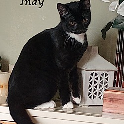Thumbnail photo of INDY #2