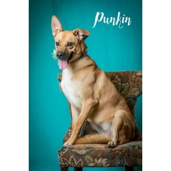 Thumbnail photo of Punkin #1