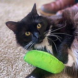 Thumbnail photo of MARY JANE - Ofered by Owner - Fluffy Tux #1