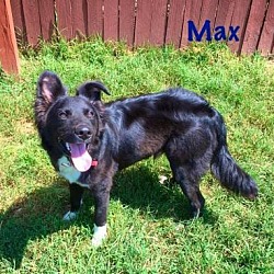 Thumbnail photo of Max - in Maine #3