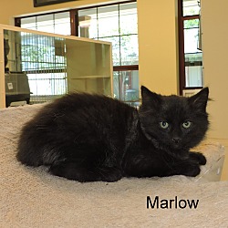 Thumbnail photo of Marlow #1