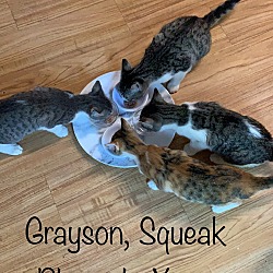Photo of Squeak, Pharaoh, Grayson, Xena