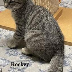 Photo of Rockey
