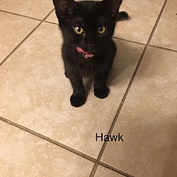 Photo of Hawk