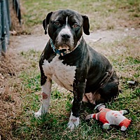 adopt a pet
