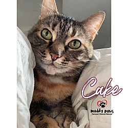 Thumbnail photo of Cake #1
