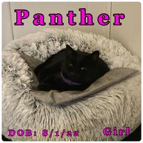 Thumbnail photo of Panther #3