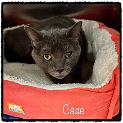 Photo of CASE - front declawed