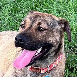 Photo of Brownie
