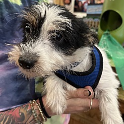 Photo of Loki