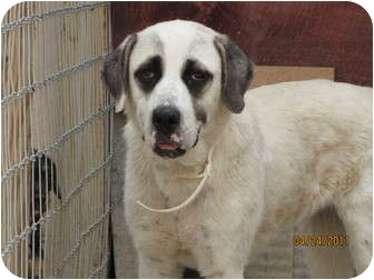 english mastiff and great pyrenees mix