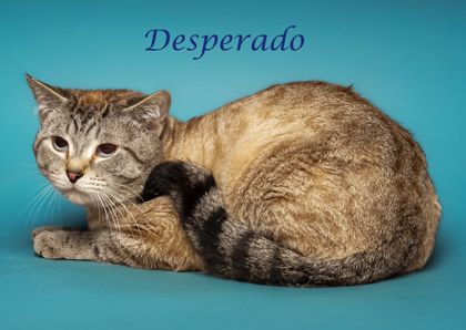 Thumbnail photo of Desperado #2