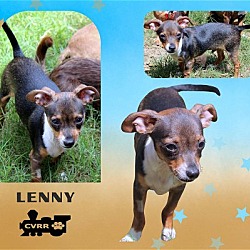 Photo of Lenny (Puppy)