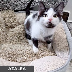Thumbnail photo of Azalea #2