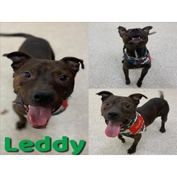 Photo of LEDDY