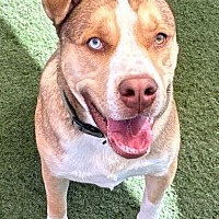 adopt a pet
