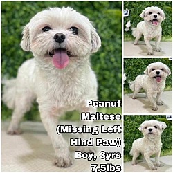 Thumbnail photo of Peanut from Korea #1