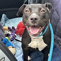 adopt a pet