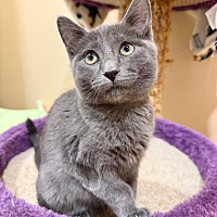 adopt a pet