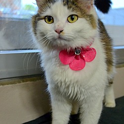 Thumbnail photo of MOPSY - FOUND WITH PINK COLLAR #4