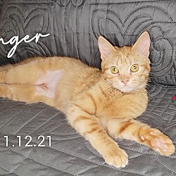 Thumbnail photo of Ginger #1