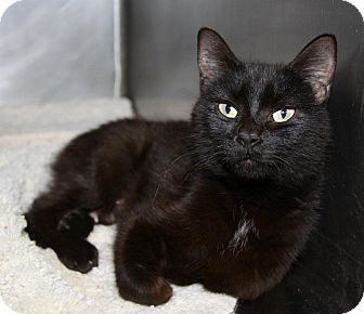 Cincinnati, OH - Manx. Meet Cafe Noir: Covedale a Pet for ...