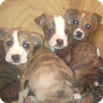 Chihuahua And Pitbull Mix Puppies Goldenacresdogs Com