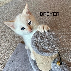 Photo of Breyer