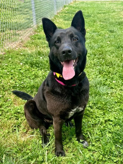 Gainesville, GA - German Shepherd Dog. Meet Tess a Pet for Adoption ...