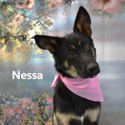 Thumbnail photo of Nessa #1