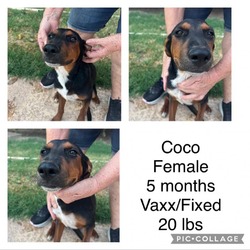 Thumbnail photo of *** Coco #1