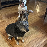 adopt a pet