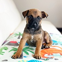 adopt a pet