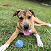 adopt a pet