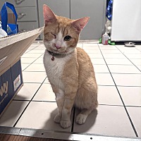 adopt a pet