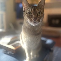 adopt a pet