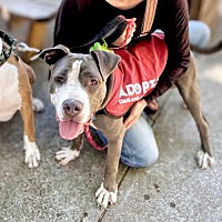 adopt a pet