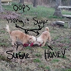Thumbnail photo of Sugar (Bonded Pair) #4