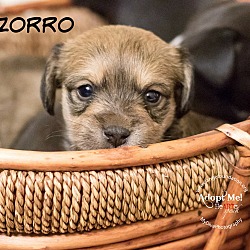 Thumbnail photo of Zorro #4
