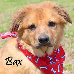 Thumbnail photo of Bax~adopted! #1