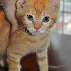 Thumbnail photo of Butters #3