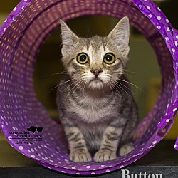 Photo of Button (In a Foster Home)