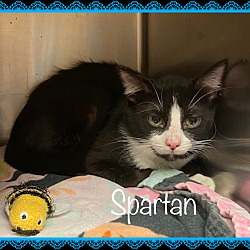 Thumbnail photo of SPARTAN (R) #4