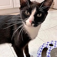 adopt a pet