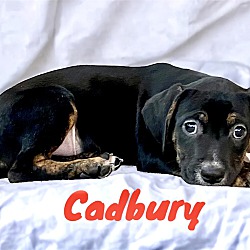 Thumbnail photo of Cadbury #2