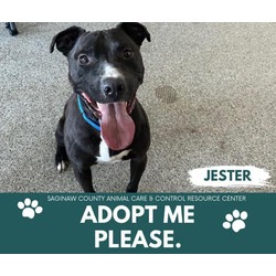 Photo of JESTER