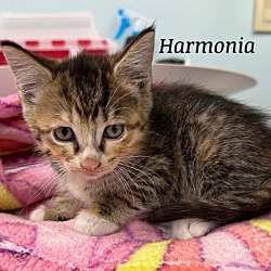 Photo of Harmonia