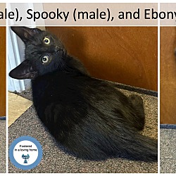 Thumbnail photo of Ebony, Spooky, Dusky #1