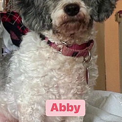 Thumbnail photo of Abby #1